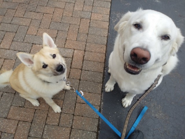 Frankie & Sammy